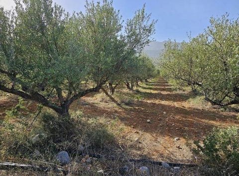 Agios Nikolaos, Lasithi 72400