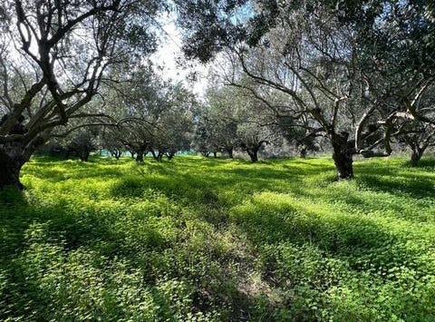 Agios Nikolaos, Lasithi 72051