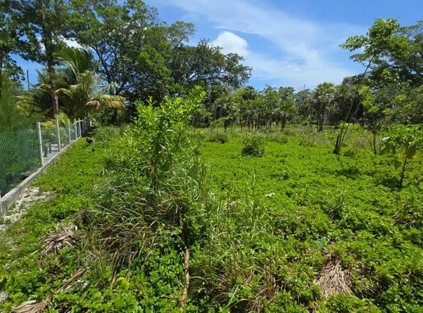 South Shore Back Road, Utila, Islas de la Bahia