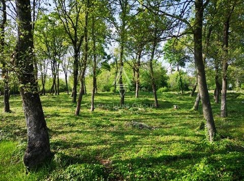 Tinjan, Istarska