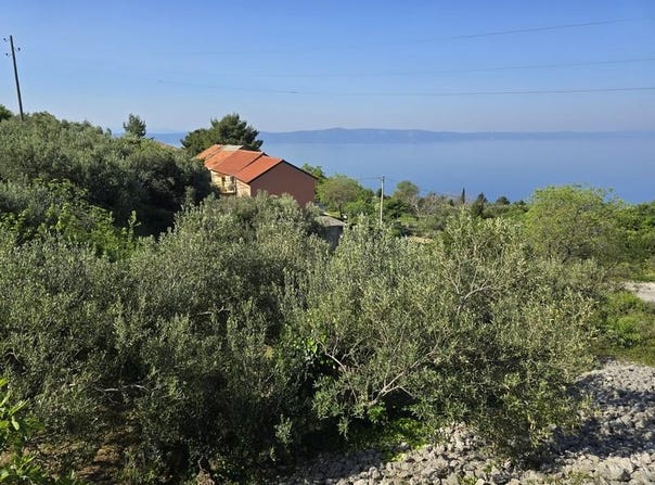 Podgora, Split-Dalmatia County 21327