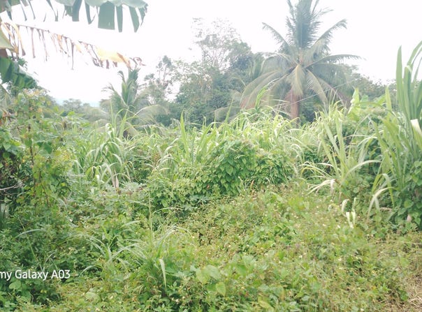 Lot 6 NEW RAMBLE, FREE HILL P.O, Free Hill, St. Mary