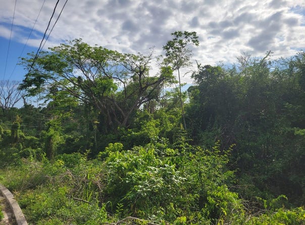 364 CULLODEN, Culloden, Westmoreland