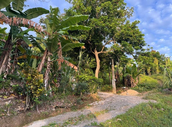 LAND PART OF ROCK HILL, May Pen, Clarendon