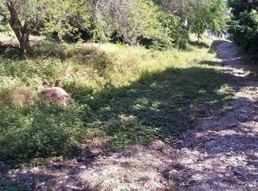 Nayarit, Nayarit