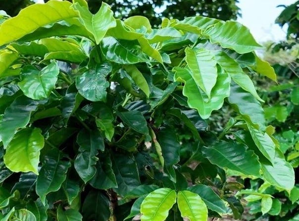 FINCA DE CAFÉ EN VOLCANCITO, BOQUETE, CHIRIQUÍ, Boquete, Chiriqui