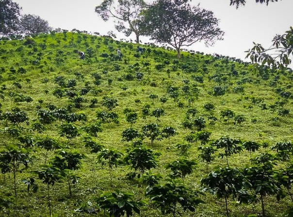 Finca Lechera, Volcán, Chiriquí Province