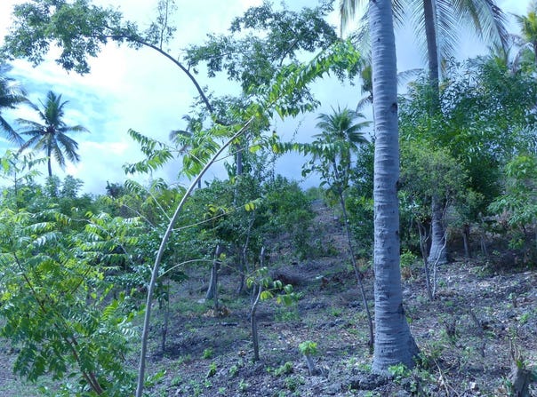 PG35+65, Alcoy, Central Visayas