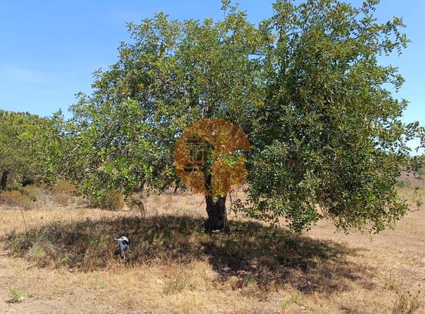 Faro, Algarve 8950