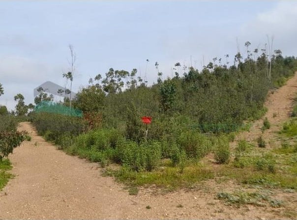 Saboia, Beja 7665