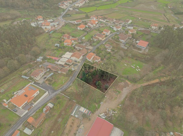Oliveira, Braga