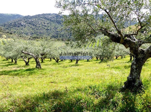 Horta, Guarda 5155