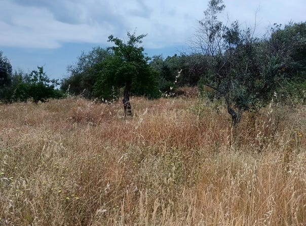 Salgueiro do Campo, Castelo Branco District