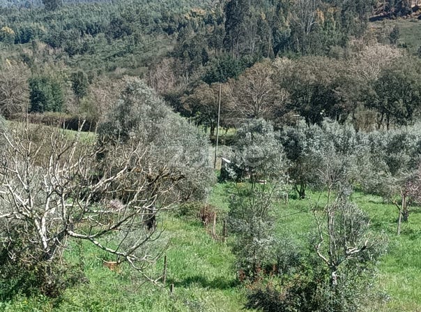 Vila Nova de Poiares, Coimbra District