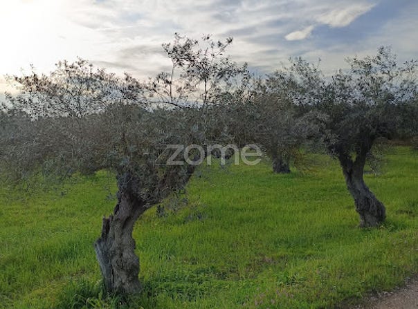 Campo Maior, Portalegre District