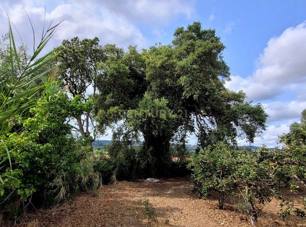 Aldeia Galega da Merceana e Aldeia Gavinha, Lisbon