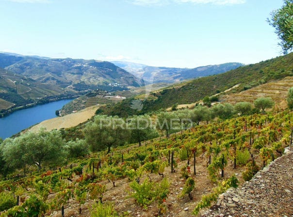 Covas do Douro, Sabrosa, Vila Real District