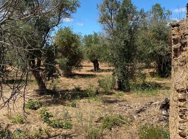 Corredoura, Serra, Santarém District 2300-024
