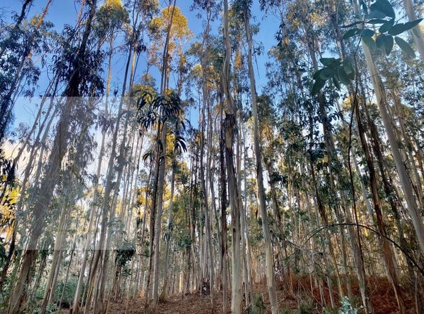 Friastelas, Viana do Castelo District