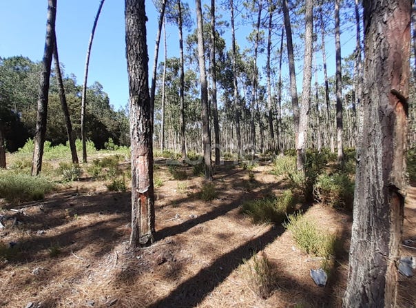 Leiria, Leiria District