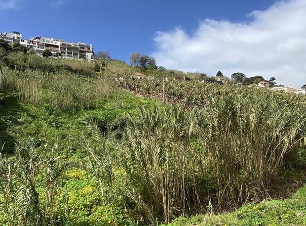 Ilha da Madeira, Madeira