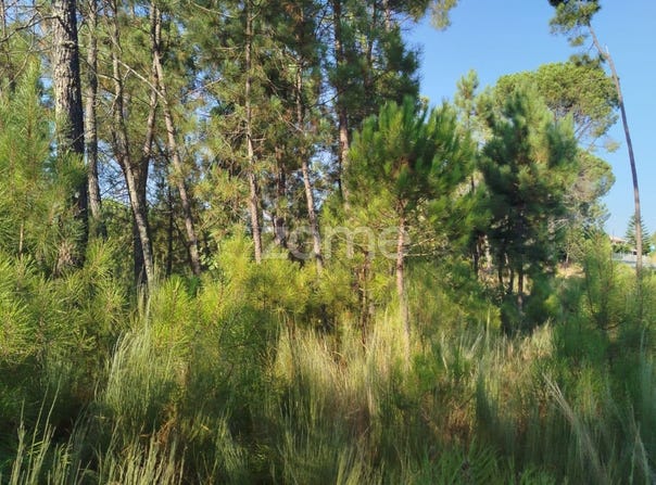 Mangualde, Viseu District