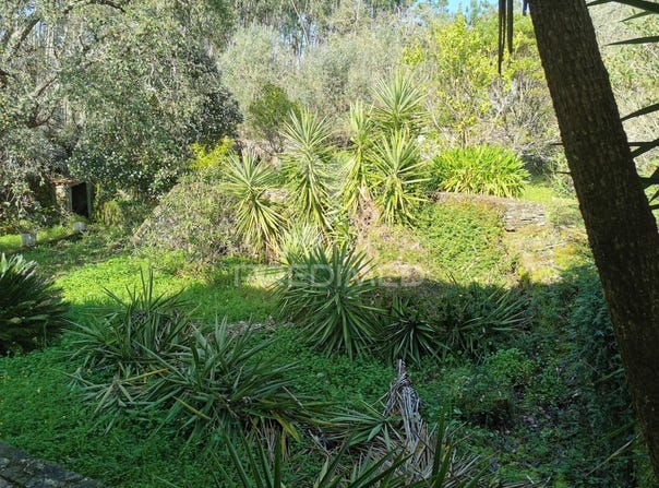 Serra e Junceira, Tomar, Santarém District 2300