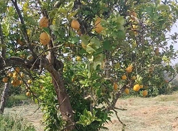 Grândola, Setubal
