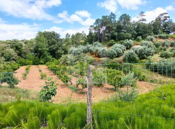 Caldas da Rainha, Leiria District