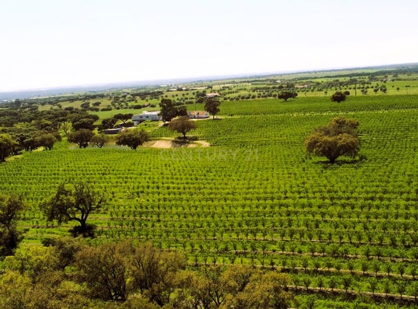 Foros de Vale de Figueira, Évora District