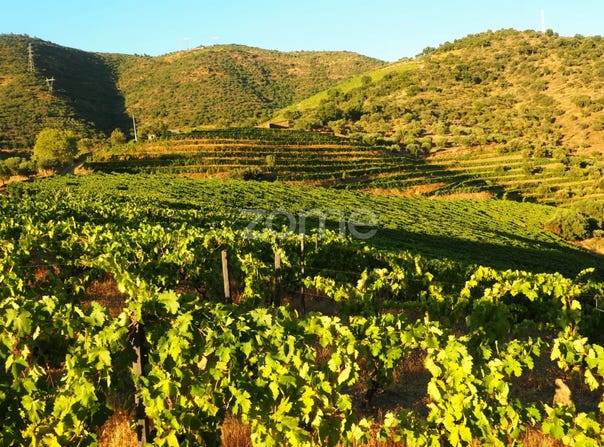 Tabuaço, Viseu District