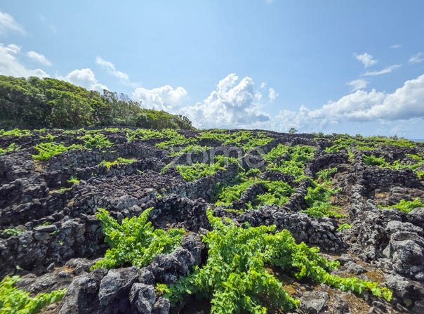 Madalena, Azores