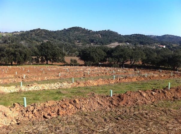 Colos, Beja 7630