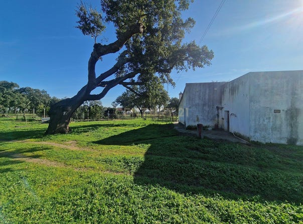 Abela, Setubal