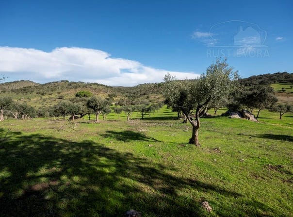 Selmes, Beja 7960