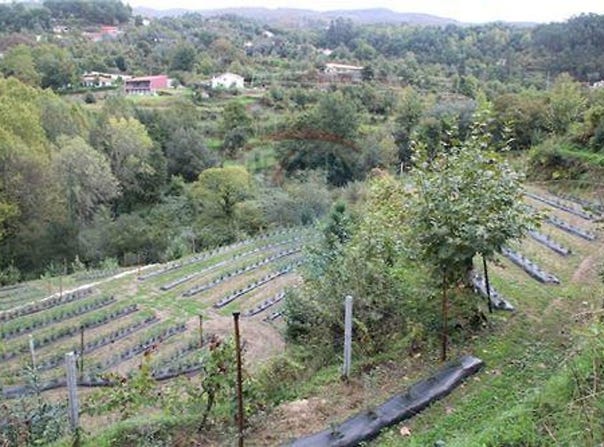 Braga, Braga 4840-060