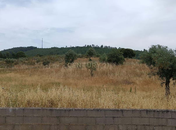 Salgueiro do Campo, Castelo Branco District