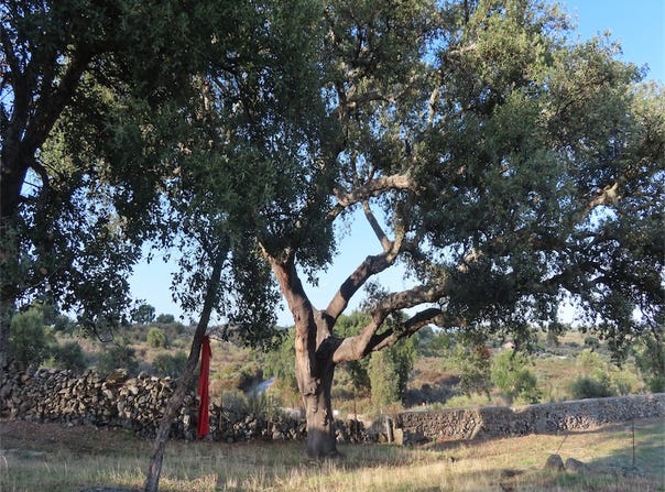 Idanha A Nova, Castelo Branco District