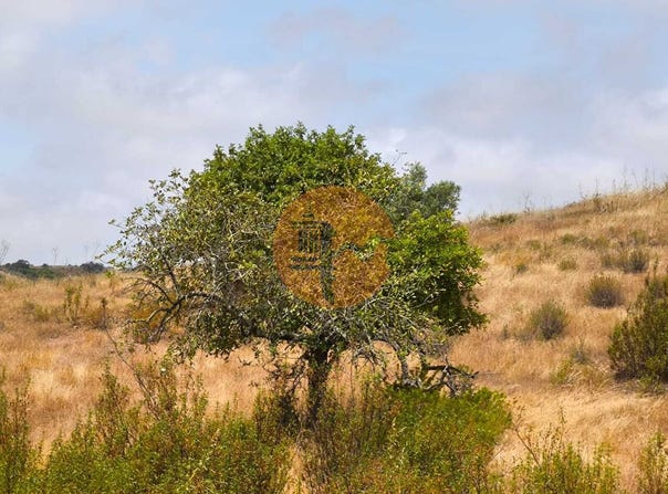 Faro, Algarve 8950