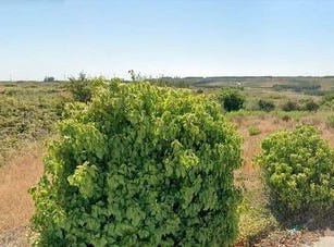 Peniche, Leiria 2525-819