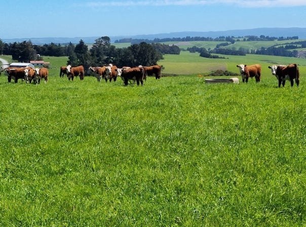 Smiths Track, Balclutha, Otago