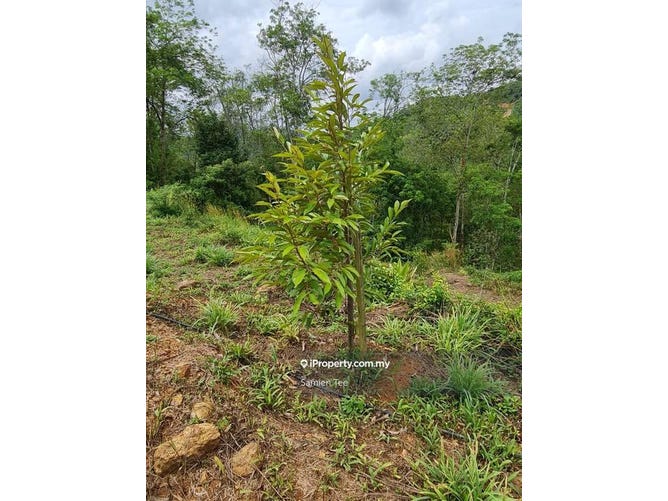 Johol Negeri Sembilan Rural For Sale Iproperty Com Sg