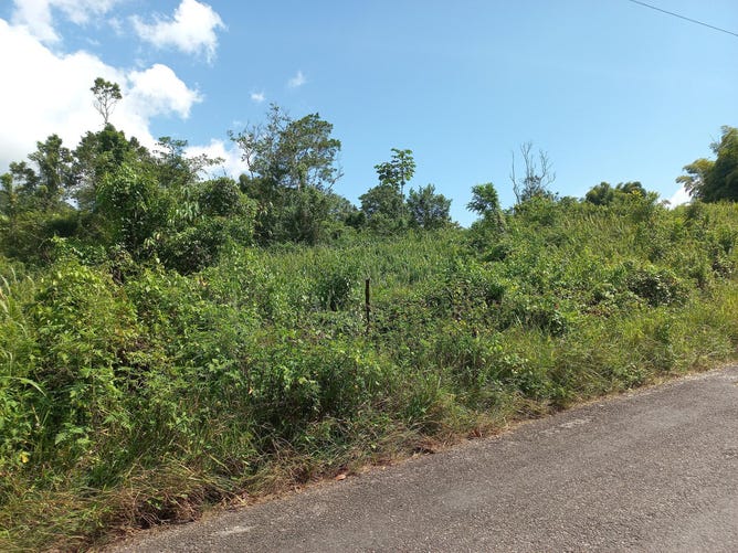 lot 16 windsor pen westmoreland dar, darliston, westmoreland, Darliston