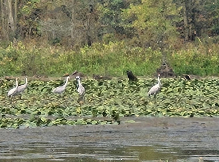 2962 W US12 Highway, Manchester, MI 48158 Land for Sale realestate