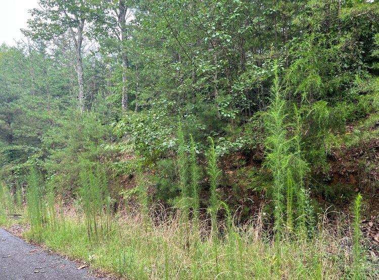 Lot 8 Preserve Beach Mtn, Apt 8, Brasstown, NC 28902 Land for Sale