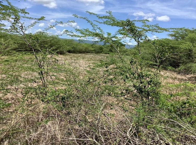 MILK RIVER, CLARENDON, Milk River, Clarendon Land for Sale