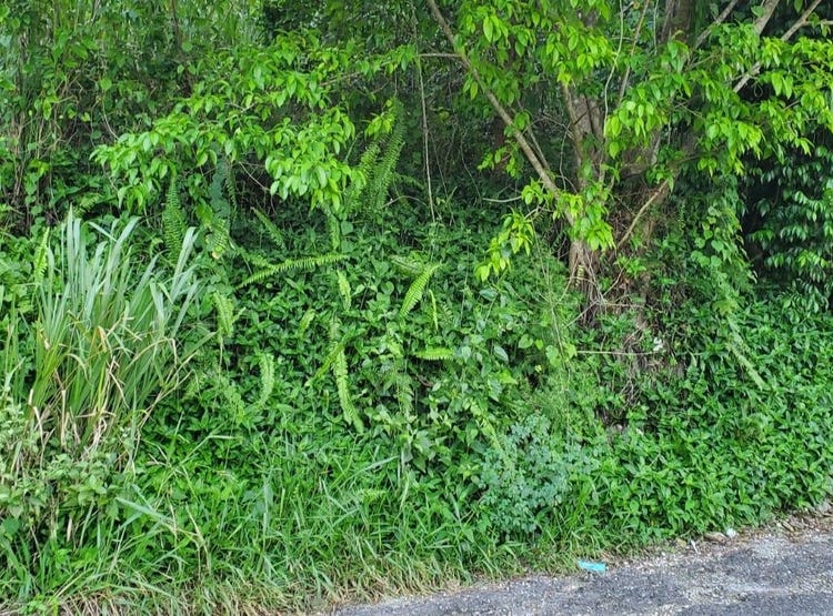 WALTHAM RD, MANDEVILLE, Mandeville, Manchester Parish Land for Sale