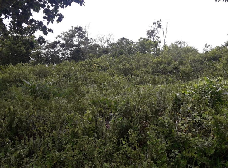 HARMONY HALL, Claremount, St. Ann Parish Land for Sale