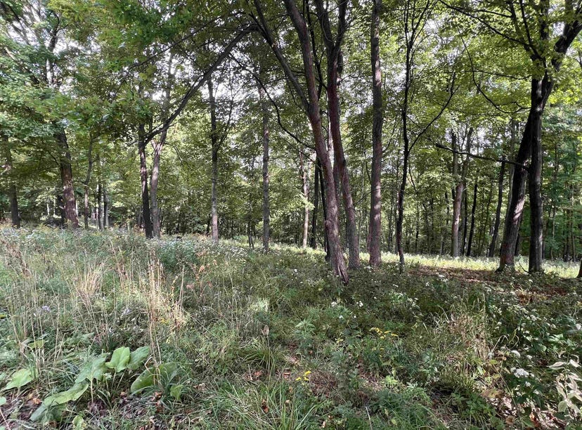 65698 DeSoto Ridge Road, De Soto, WI 54624 Land for Sale realestate