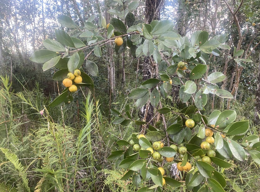 162045 AZURE DR, Apt Lot 9, PAHOA, HI 96778 Land for Sale